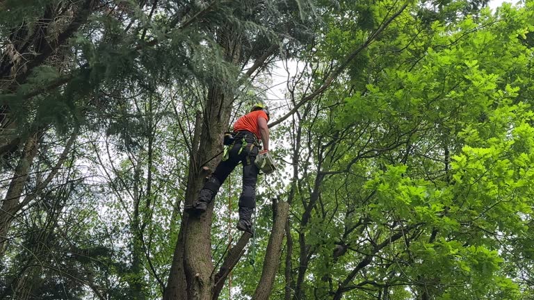  , WY Tree Services Pros